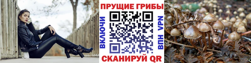где купить   Кологрив  Псилоцибиновые грибы мухоморы 